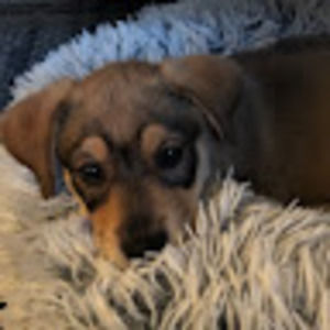 Meet your Posher, Peter